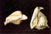 Napoletano, Filippo Two Shells oil painting